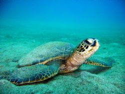 "Bottom Time" Green sea turtle having some bottom time. s... by Troy Wegner 